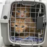 Multiple orange kittens inside of a carrying crate