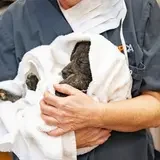 Puppy wrapped in white towel 