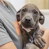 multicolored puppy being held