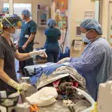 Two people in scrubs performing surgery on a dark brown dog