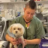 person in scrubs holding a white dog on an examination table