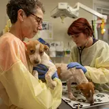 Two people in scrubs holding a brown and white dog