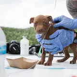 small brown puppy on top of table