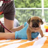 Small brown puppy on top of a towel being held by person wearing gloves