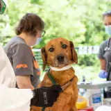 Brown dog being examined by ASPCA staff