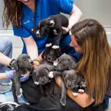 3 ASPCA team members holding 6 gray puppies
