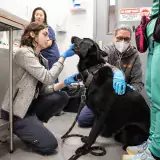 Clinic staff examine a large black dog