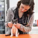 A veterinarian wearing a stethoscope examines a white kitten with gray ears in the clinic