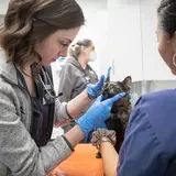 A veterinarian examines the ears of a black and brown brindle cat. Two other staff are in attendance.