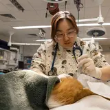 Intern working on an animal