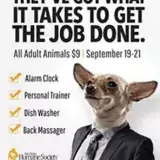 chihuahua on adoption ad in business suit for san diego humane