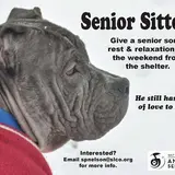 senior gray pit mix on poster for adoptions in salt lake city