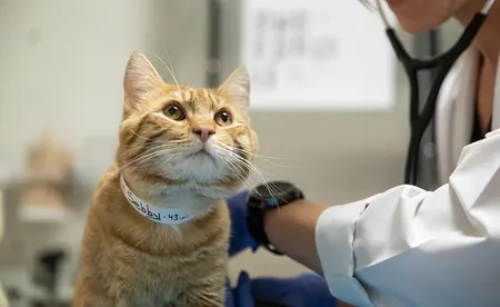tan cat having vet exam