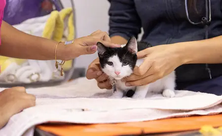 small black and white cat has exam two pairs of hands are petting the animal