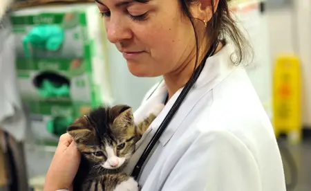 Veterinarian in white coat with dark hair holding small gray and white cat
