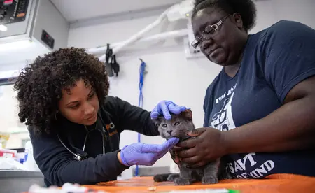 two veterinary workers with a gray cat who's having an exam with vaccinations