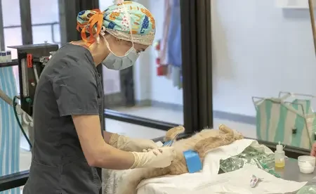 A surgeon performing a cat neuter