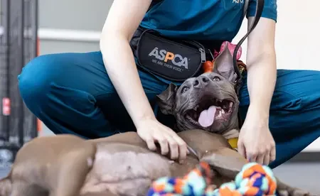 ASPCA staff member petting brown dog