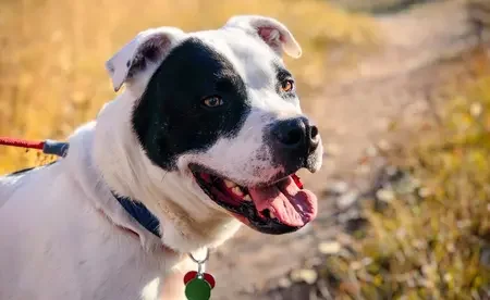 White and black dog outside