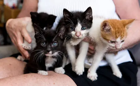 4 kittens being held by a person.