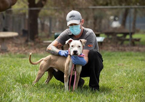 aspca staff wearing ppe with dog outdoors