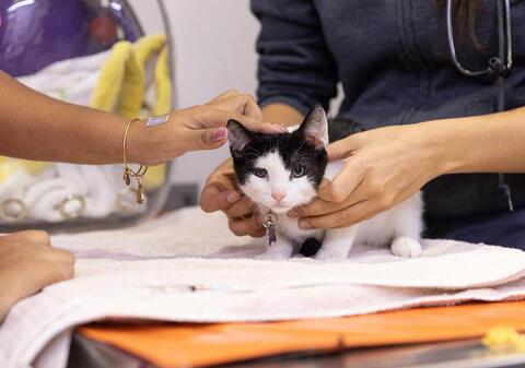 small black and white cat has exam two pairs of hands are petting the animal