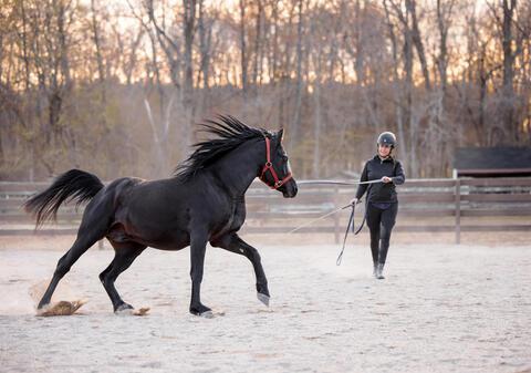 black horse in pen exercising with handler