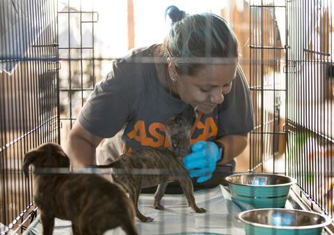 worker in aspca shirt gets face kisses from small brindle puppy in a cage