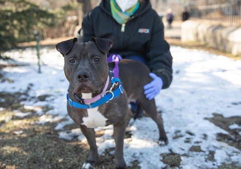 gray pit type dog outdoors in snow with staff wearing gloves and branded hoodie