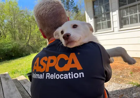 ASPCA staff wearing ASPCA Relocation branded black tee shirt carries small white dog from disaster area