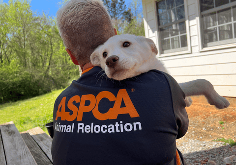 ASPCA staff wearing ASPCA Relocation branded black tee shirt carries small white dog from disaster area