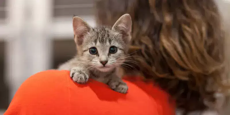 shelter staff holding kitten over her shoulder looking away from camera