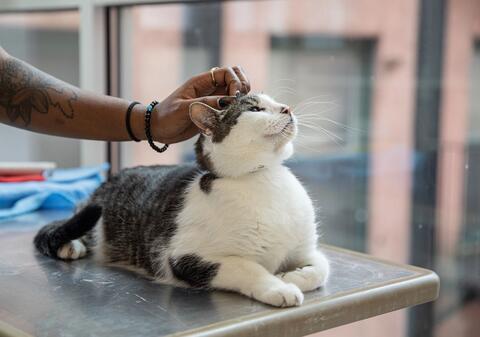 a happy cat is petted gently inside a shelter