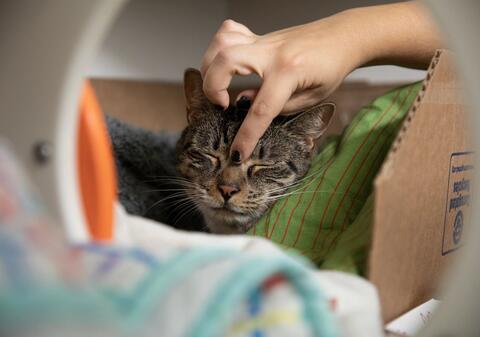 a gray striped cat sits comfortably in a kennel being petted