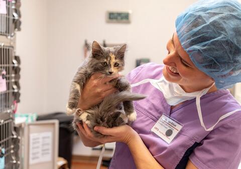 medical staff wearing scrubs holds a small tan and gray kitten