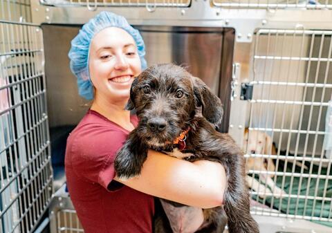 Medical staff holding large brown dog