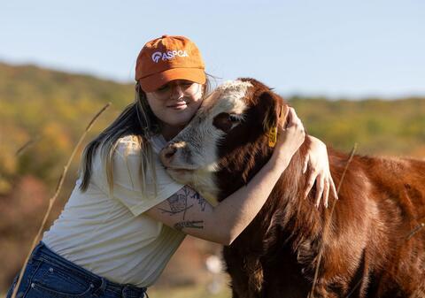 a woman wearing ASPCA branded hat and white tee hugs the neck of a small cow