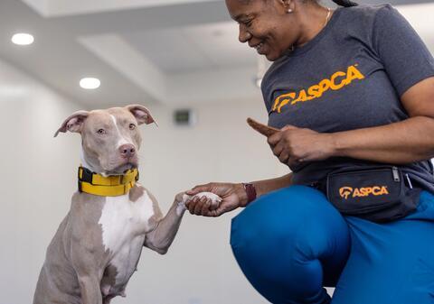 ASPCA staff kneeling next to gray dog