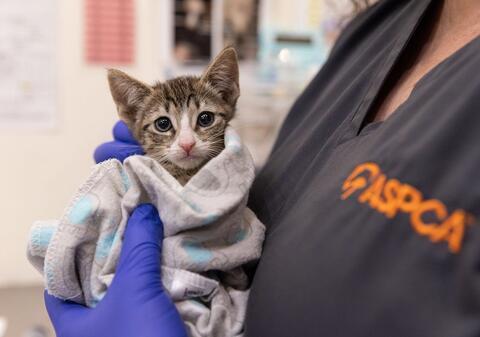 gray kitten wrapped in a blanket being held by ASPCA staff