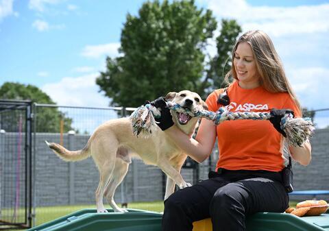 ASPCA staff sitting next to brown dog playing with rope