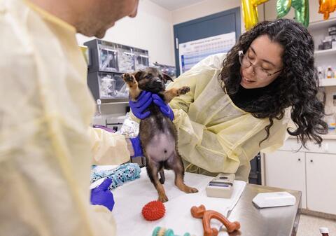 medical staff examine a small puppy whose arms are in the air and belly is showing
