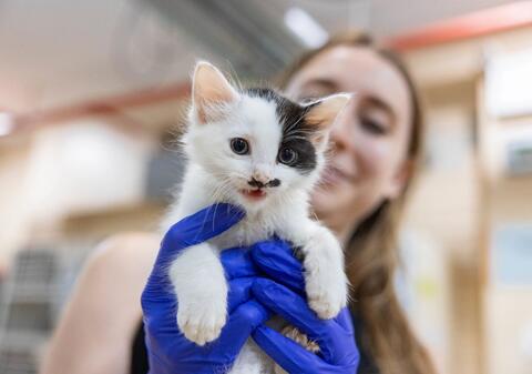 Black-and-white kitten held by a caregiver wearing blue gloves.
