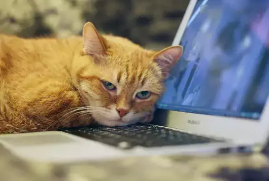 cat lying on laptop computer