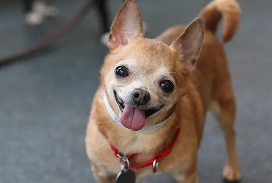 smiling chihuahua dog