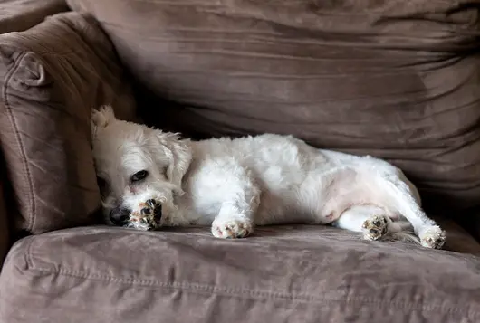 white napping sick tired dog on couch