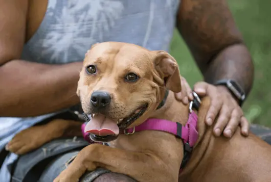 dog wearing harness sits on owner outdoors