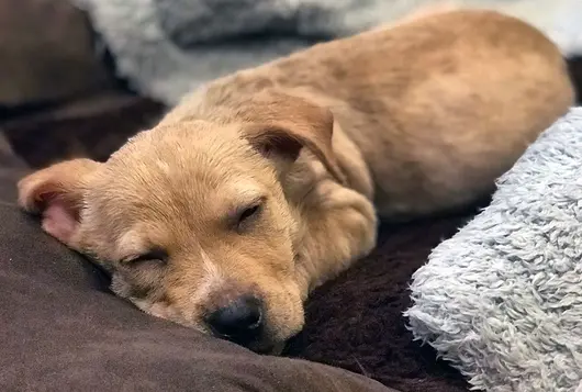 tan puppy asleep in bed