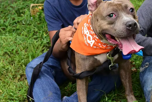 teen with pit mix on grass