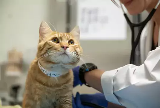 tan cat having vet exam