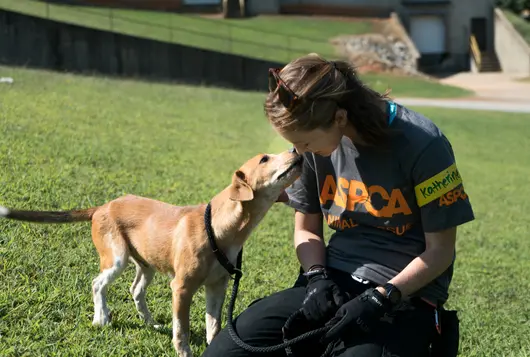 katherine good with a yellow dog